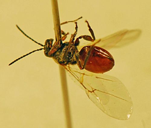 Andricus lucidus